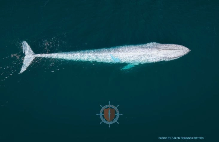 Whale Guardians x SEA.AI